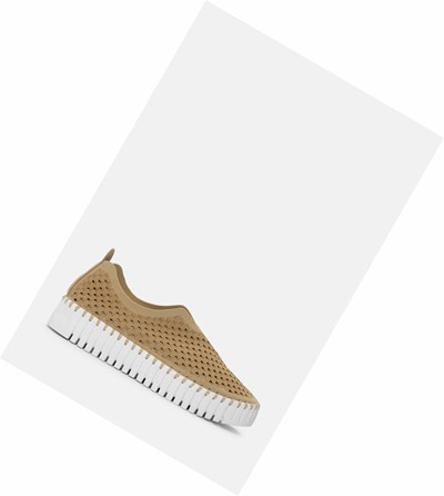 Women's Ilse Jacobsen Ballerina Brown | ZX2657389